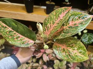 アグラオネマ　オレンジスターダスト　サイアム　斑入り写真現物　Aglaonema Sp Var　Siam【HEIAN】