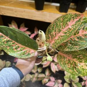 アグラオネマ オレンジスターダスト サイアム 斑入り写真現物 Aglaonema Sp Var Siam【HEIAN】の画像3