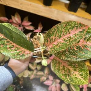 アグラオネマ オレンジスターダスト サイアム 斑入り写真現物 Aglaonema Sp Var Siam【HEIAN】の画像5