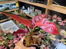 漆赤　アグラオネマ　レッドスクソム　ジャイポン　写真現物　Aglaonema Sp Red Suksom Jaipong【HEIAN】_画像7