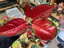 漆赤　アグラオネマ　レッドスクソム　ジャイポン　写真現物　Aglaonema Sp Red Suksom Jaipong【HEIAN】_画像2