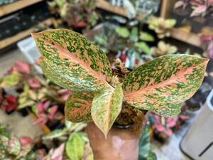 アグラオネマ　オレンジスターダスト　サイアム　斑入り写真現物　Aglaonema Sp Var　Siam【HEIAN】