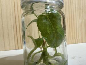 Tissue culture　anthurium Renaissance PINK var. アンスリウム　ルネサンス 　ピンクバリエガータ 　プレミアム組織培養　【¨HEIAN¨】