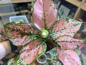 アグラオネマ　ピンクミリオネア　写真現物　Aglaonema Sp Pink millionair【HEIAN】