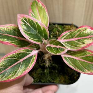 現物 アグラオネマ ロータス デライト 斑入り写真現物 Aglaonema Lotus Delight【HEIAN】の画像1