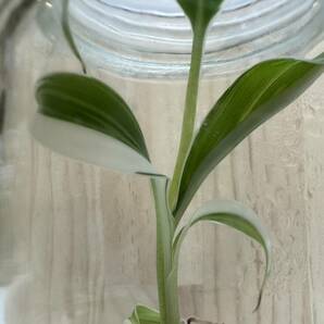  バナナ バリエガータ 斑入りバナナ Tissue culture musa florida variegated 組織培養【¨HEIAN¨】の画像5