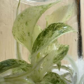 フィロデンドロン ギガンテウムミントバリエガータ 斑入り tissue culture Philodendron Giganteum mint var.組織培養【¨HEIAN¨】の画像4