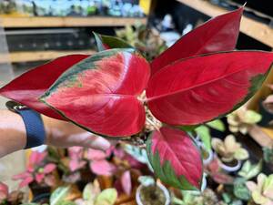 漆赤　アグラオネマ　レッドスクソム　ジャイポン　写真現物　Aglaonema Sp Red Suksom Jaipong【HEIAN】