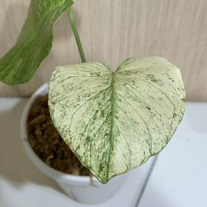 テンシンラン☆モンステラ デリシオーサ ホワイトモンスター☆天津蘭☆写真現物☆Monstera white monster【¨HEIAN¨】の画像4