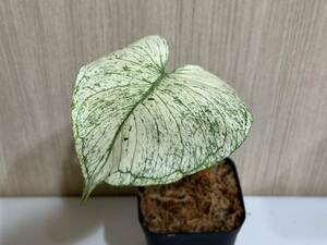 テンシンラン☆モンステラ　デリシオーサ ホワイトモンスター☆天津蘭☆写真現物☆Monstera white monster【¨HEIAN¨】