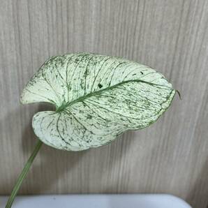 テンシンラン☆モンステラ デリシオーサ ホワイトモンスター☆天津蘭☆写真現物☆Monstera white monster【¨HEIAN¨】の画像3