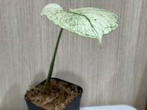 テンシンラン☆モンステラ　デリシオーサ ホワイトモンスター☆天津蘭☆写真現物☆Monstera white monster【¨HEIAN¨】_画像4