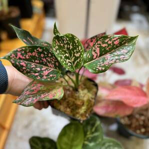 アグラオネマ夢の5本セット No.2 大人気種ばっかり5本セット 斑入り写真現物 Aglaonema Sp【HEIAN】の画像7