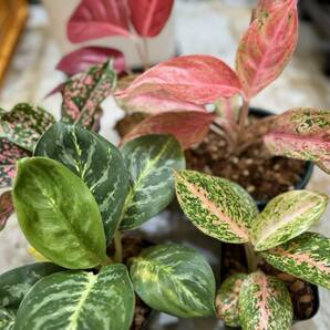 アグラオネマ夢の5本セット No.2 大人気種ばっかり5本セット 斑入り写真現物 Aglaonema Sp【HEIAN】の画像4