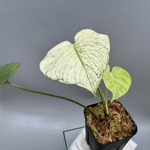 三枚葉テンシンラン☆モンステラ デリシオーサ ホワイトモンスター☆天津蘭☆写真現物☆Monstera white monster【¨HEIAN¨】の画像9