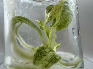 フィロデンドロン　ギガンテウムミントバリエガータ　斑入り　tissue culture Philodendron Giganteum mint var.組織培養【¨HEIAN¨】