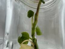 アンスリウム　ルクスリアンス　Tissue culture　anthurium luxrians プレミアム組織培養　【¨HEIAN¨】_画像4