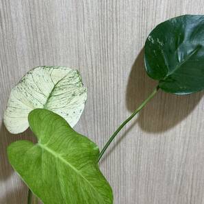 三枚葉テンシンラン☆モンステラ デリシオーサ ホワイトモンスター☆天津蘭☆写真現物☆Monstera white monster【¨HEIAN¨】の画像8