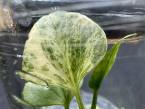 斑入確定株　Tissue culture　anthurium Renaissance PINK var. アンスリウム　ルネサンス 　ピンクバリエガータ 組織培養　【¨HEIAN¨】