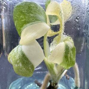 SSSグレード モンステラ デリシオーサ クリームブリュレ tissue culture monstera deliciosa Creme Brulee 組織培養 【¨HEIAN¨】の画像8