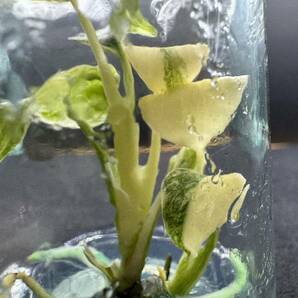 モンステラ デリシオーサ クリームブリュレ tissue culture monstera deliciosa Creme Brulee 組織培養 【¨HEIAN¨】の画像6