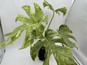 モンステラ デリシオーサ　プラチナム　斑入り【写真現物】MONSTERA DELICIOSA PLATINUM VAR【HEIAN】