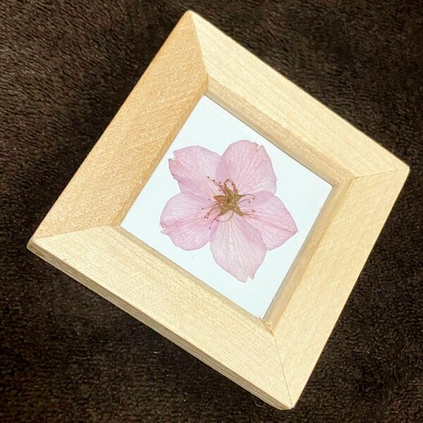 ドライフラワー　桜　さくら　ハンドメイド　インテリア　雑貨 壁掛け　置物　花