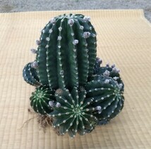 【大株】サボテン【ピンク花】　　　　　　　　　　花サボテン 多肉植物_画像4