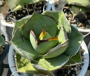 アガベ チタノタ エクスカリバー　Agave titanota Excalibur　5株⑤