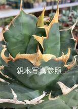 アガベ チタノタ 三叉戟　Agave titanota Sunny Branch5株⑩_画像1