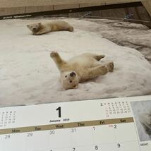 カレンダー 旭山動物園　北極グマ　イコロ_画像3