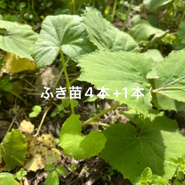 ふき苗 天然蕗苗4株 +1株 農薬散布なし