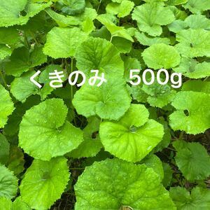 フキ 蕗　天然フキ　農薬使用なし　フキ500g