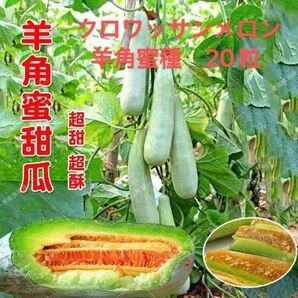 甘さ抜群 クロワッサンメロン 羊角蜜 メロン種20粒