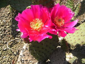 オプンチア　ウチワサボテン　花サボテン opuntia