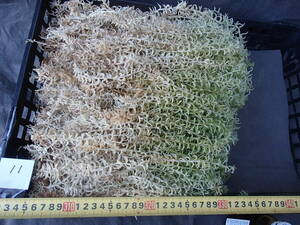 即決　水苔　２５ｃｍ以上　長さで揃えた生　富貴蘭　セッコク　万年青　№１１　送料安