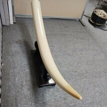 象牙風 特大 牙 一本牙 オブジェ 台座セット 置物 無彫刻 全長約120cm 重さ 12.5kg 格安売り切りスタートt_画像3