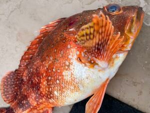 活〆天然特大カサゴ　１尾　１.4キロ　冷凍鮮魚