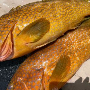 活〆天然 キジハタ.アカハタ セット 計３.３キロ 冷凍鮮魚の画像4