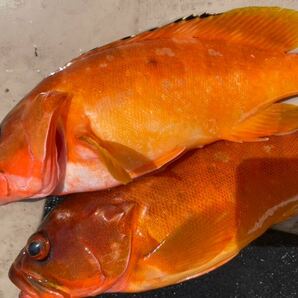 活〆天然 キジハタ.アカハタ セット 計３.３キロ 冷凍鮮魚の画像8
