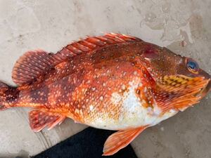 活〆天然カサゴ　珍しい大型サイズ詰め合わせ　約５．８キロ　冷凍鮮魚