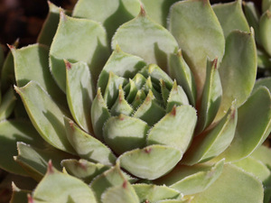 輸入センペルビブム【35】Sanford's Hybrid(多肉植物 sempervivum センペルビューム 高山植物 センペル センペルビウム