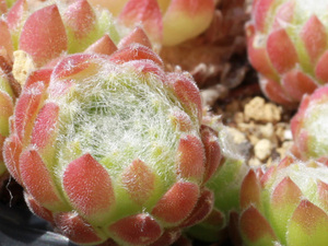 輸入センペルビブム【37】Sugary(多肉植物 sempervivum センペルビューム 高山植物 センペル センペルビウム