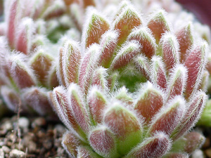 輸入センペルビブム【47】Fluffy Fluke(多肉植物 sempervivum センペルビューム 高山植物 センペル センペルビウム