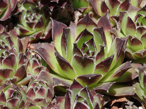 センペルビブム【53】Pacific Purple Shadows(多肉植物 sempervivum センペルビューム 高山植物 センペル センペルビウム