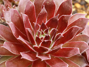 輸入センペルビブム【1】Soul Sister(多肉植物 sempervivum センペルビューム 高山植物 センペル センペルビウム