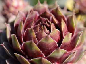 輸入センペルビブム【8】Achalur(多肉植物 sempervivum センペルビューム 高山植物 センペル センペルビウム