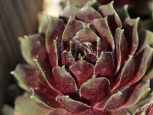 輸入センペルビブム【15】Cobweb Capers(多肉植物 sempervivum センペルビューム 高山植物 センペル センペルビウム