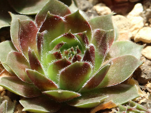 輸入センペルビブム【17】Larissa(多肉植物 sempervivum センペルビューム 高山植物 センペル センペルビウム