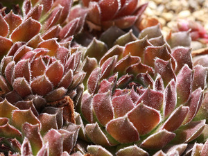 輸入センペルビブム【19】Saturn(多肉植物 sempervivum センペルビューム 高山植物 センペル センペルビウム